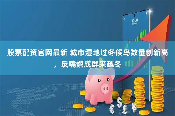 股票配资官网最新 城市湿地过冬候鸟数量创新高，反嘴鹬成群来越冬